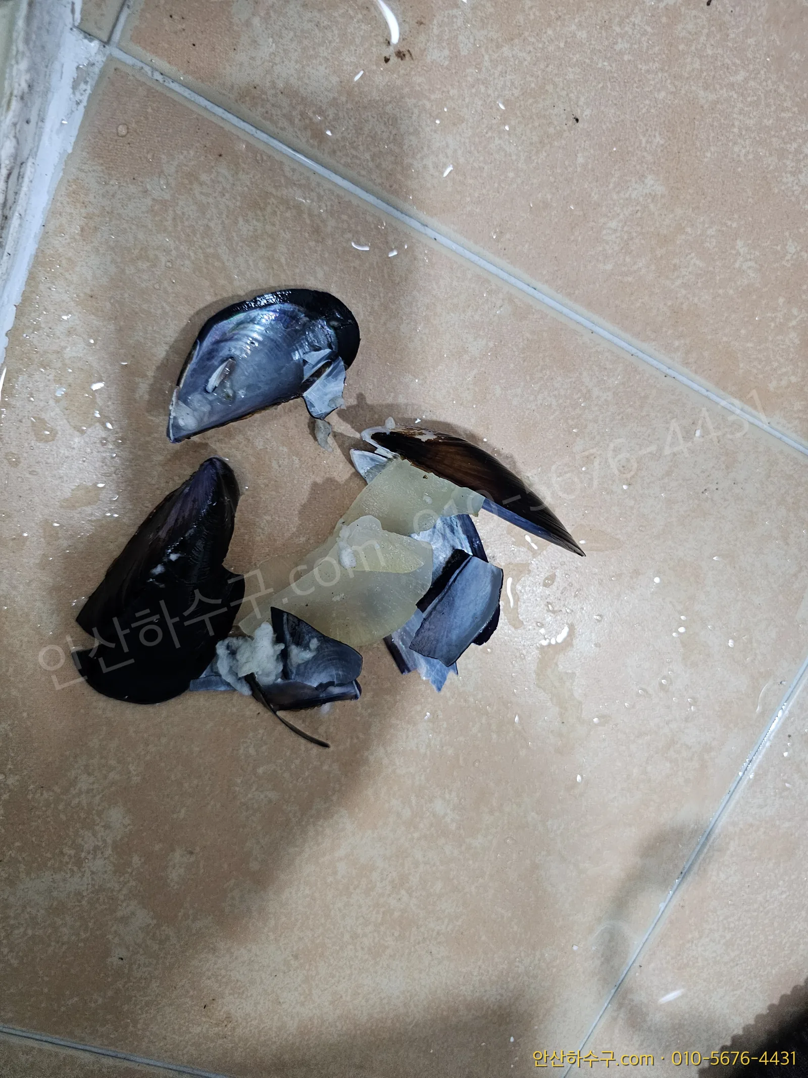 변기 하단부에서 꺼낸 홍합 껍데기들